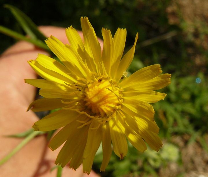 altra asteracea - Picris hieracioides